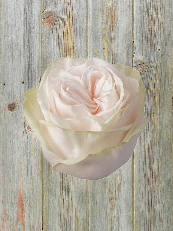 GARDEN SPIRIT  PEACH W/GREEN OUTER PETALS GARDEN ROSES